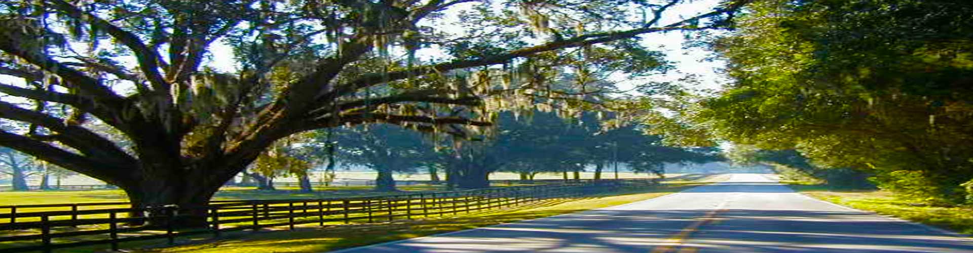 Ocala Florida Oak Trees